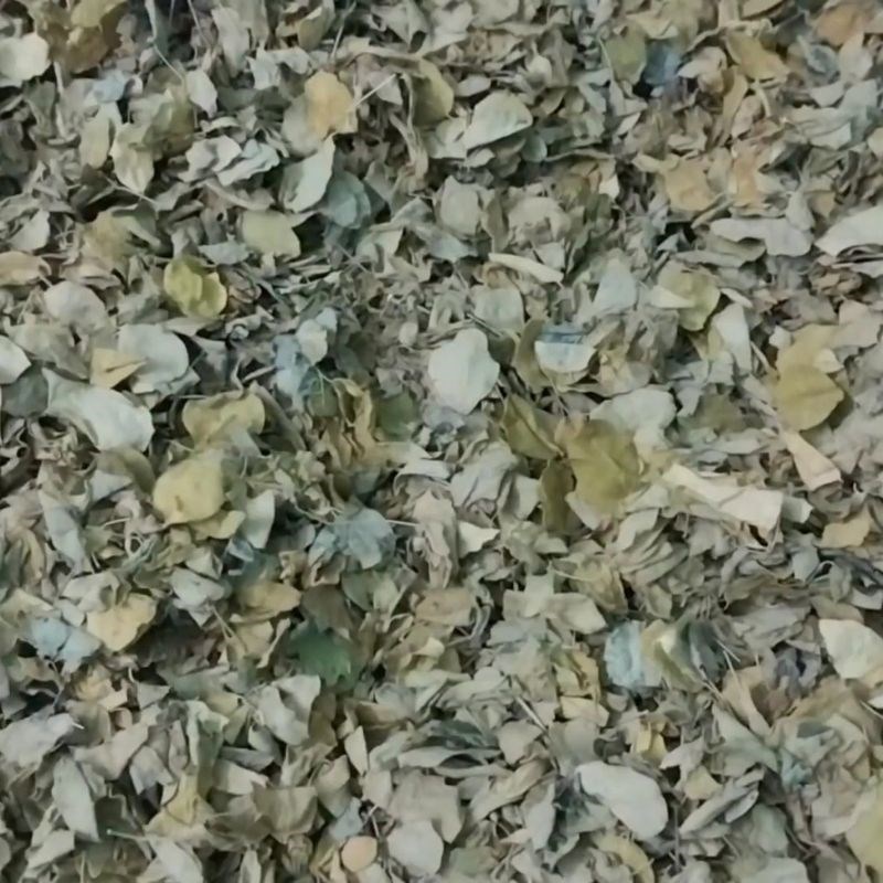 Bước 1 Chuẩn bị lá chùm ngây Cách làm trà chùm ngây