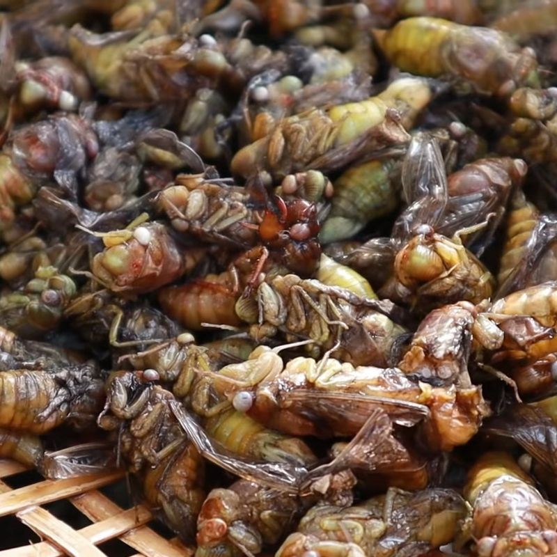 Bước 1 Sơ chế ve sầu Ve sầu chiên giòn