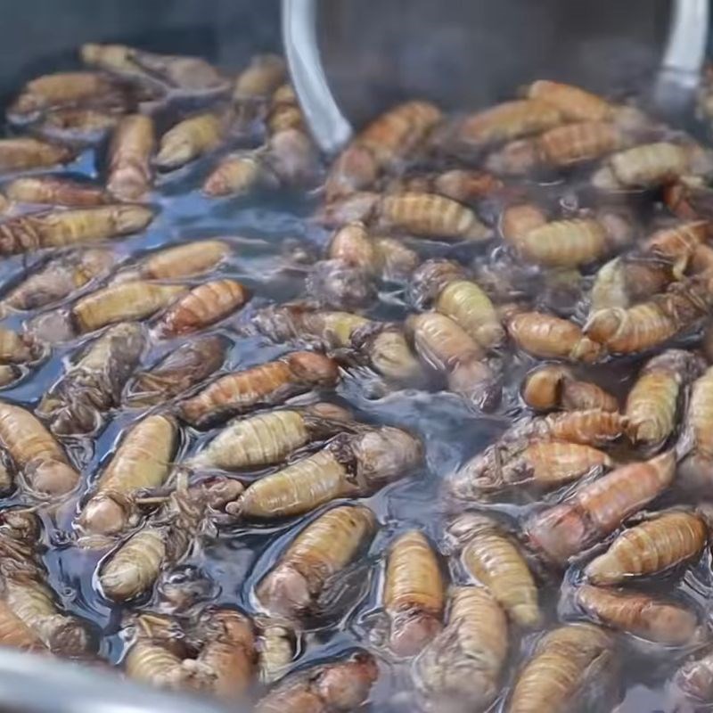 Bước 1 Sơ chế ve sầu Ve sầu chiên giòn