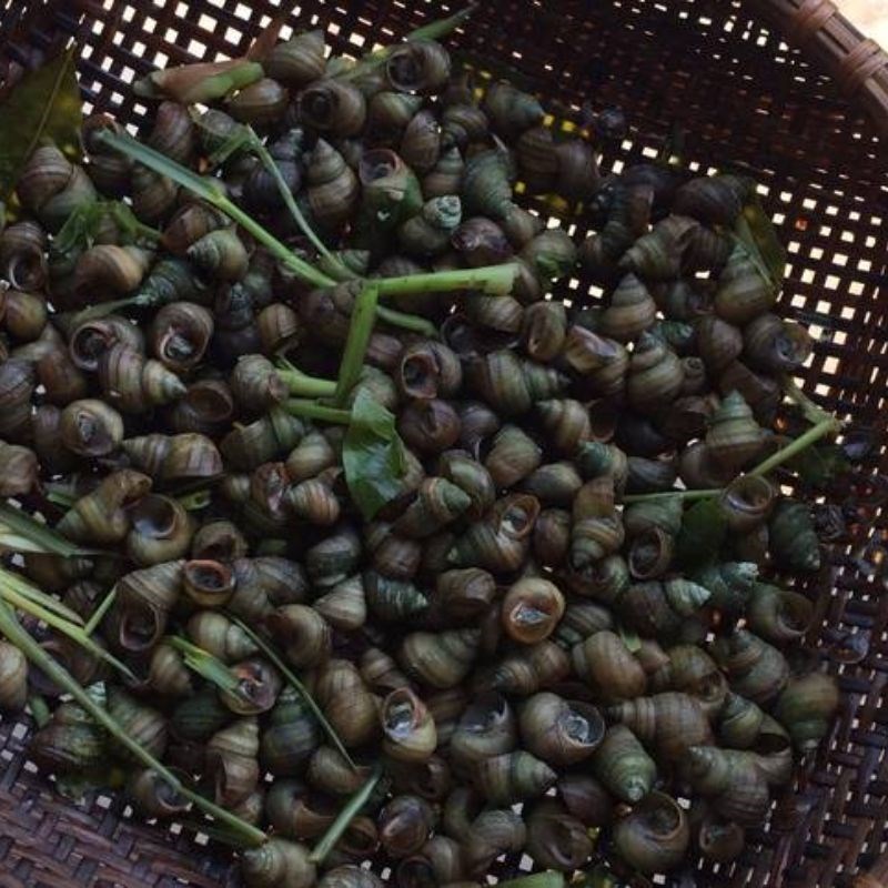 Bước 2 Luộc ốc Ốc hút Điện Phương