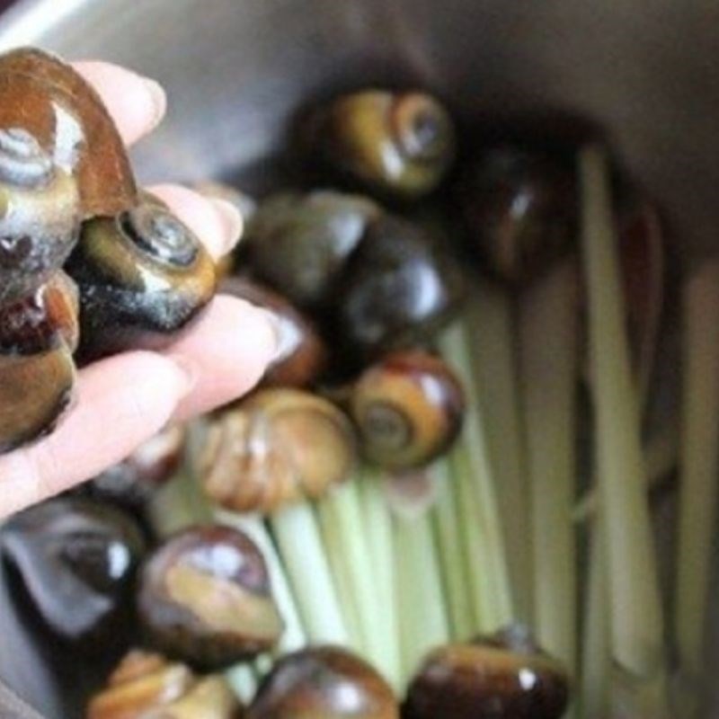 Bước 2 Luộc ốc Ốc hút Điện Phương