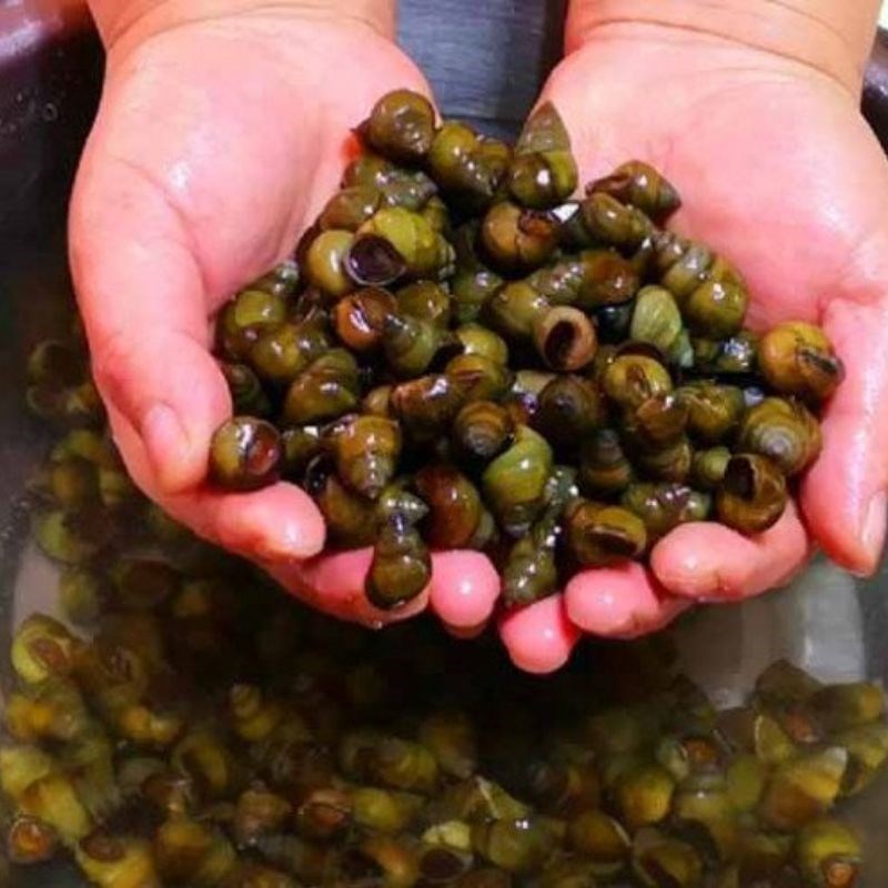 Bước 1 Sơ chế ốc hút Ốc hút Điện Phương