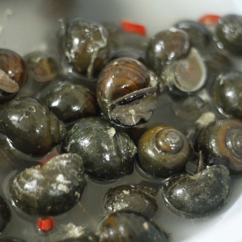 Bước 1 Sơ chế ốc hút Ốc hút Điện Phương