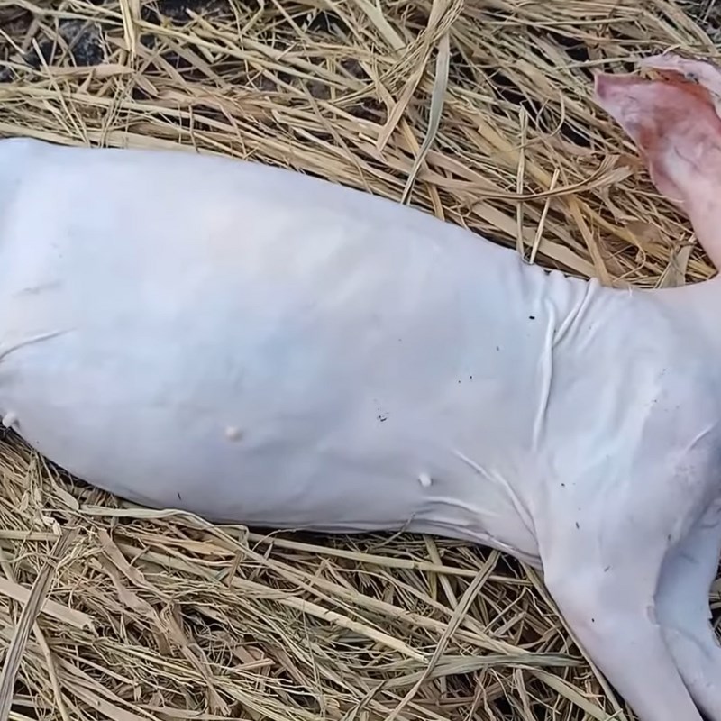 Bước 1 Sơ chế thịt thỏ Thỏ nấu giả cầy miền Bắc