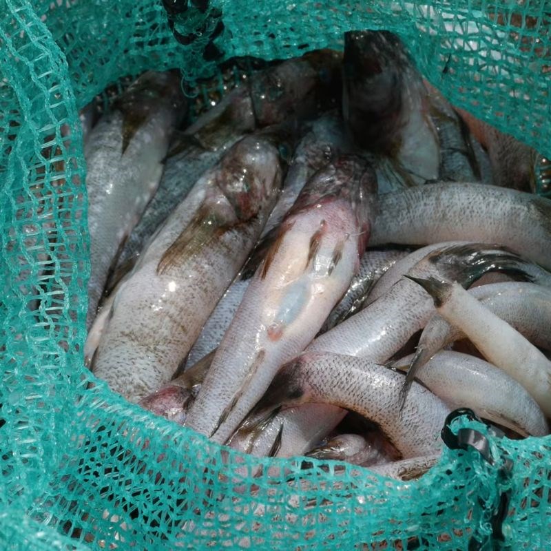 Bước 1 Sơ chế và ướp cá bống dừa Cá bống dừa kho tiêu