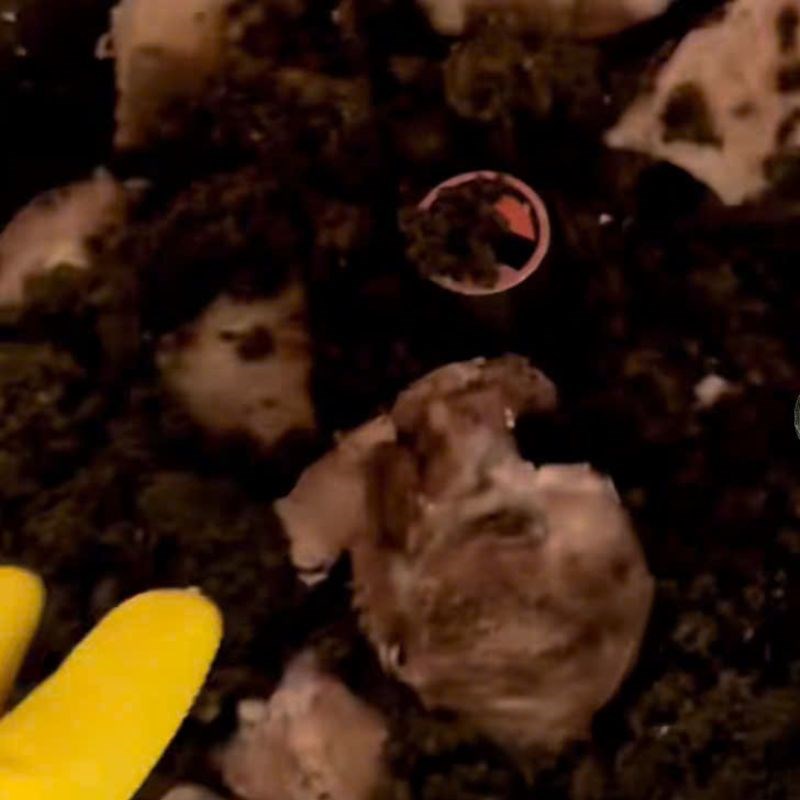 Bước 4 Xay hàu và thịt heo Ruốc hàu