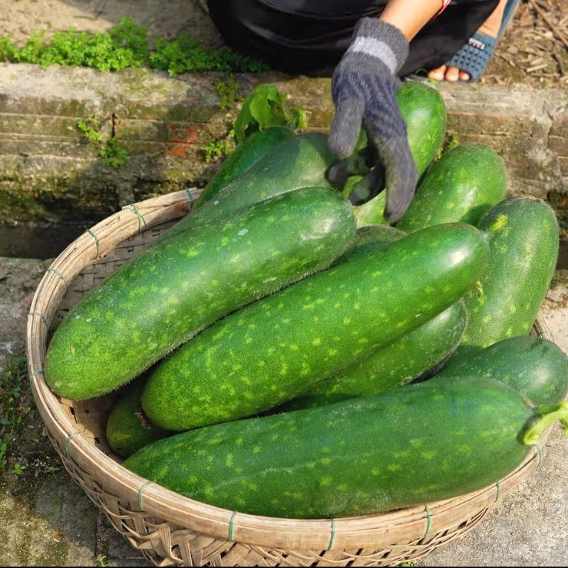 Bước 1 Sơ chế bí đao Bí đao khô