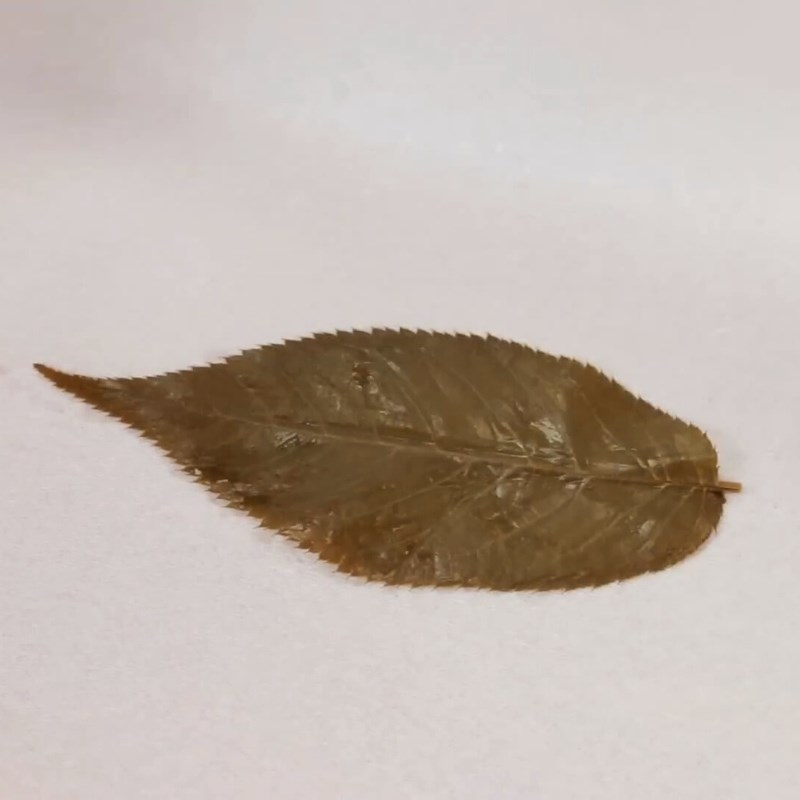 Bước 1 Ngâm lá anh đào muối Bánh mochi anh đào