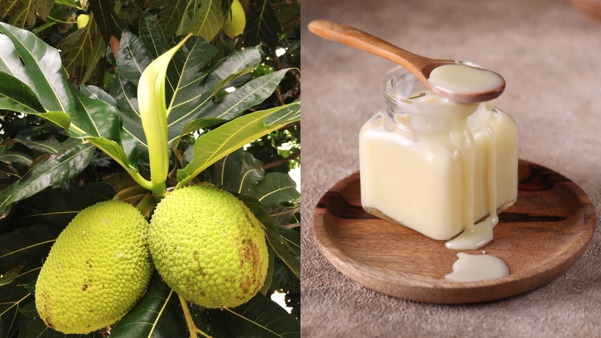 Nguyên liệu món ăn chế biến quả sake chín