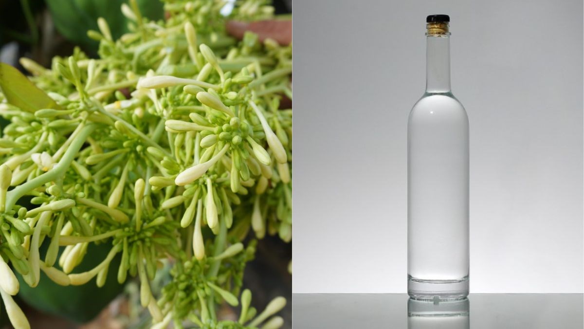 Nguyên liệu món ăn ngâm rượu hoa đu đủ đực tươi