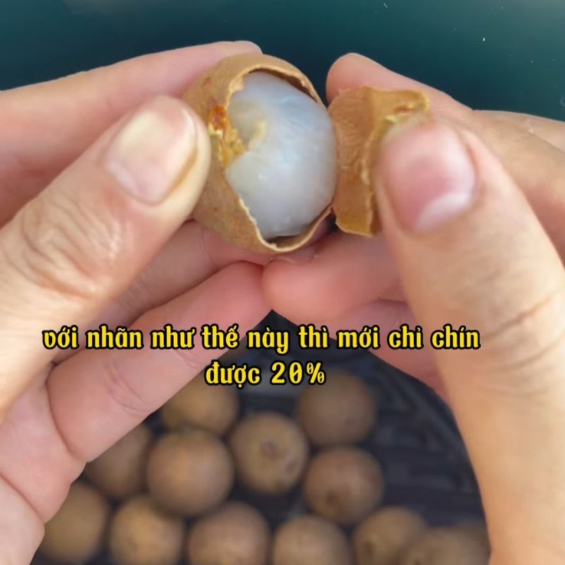Bước 4 Kiểm tra và tiếp tục sấy (Quy trình sấy nhãn lặp lại) Nhãn sấy khô nguyên vỏ