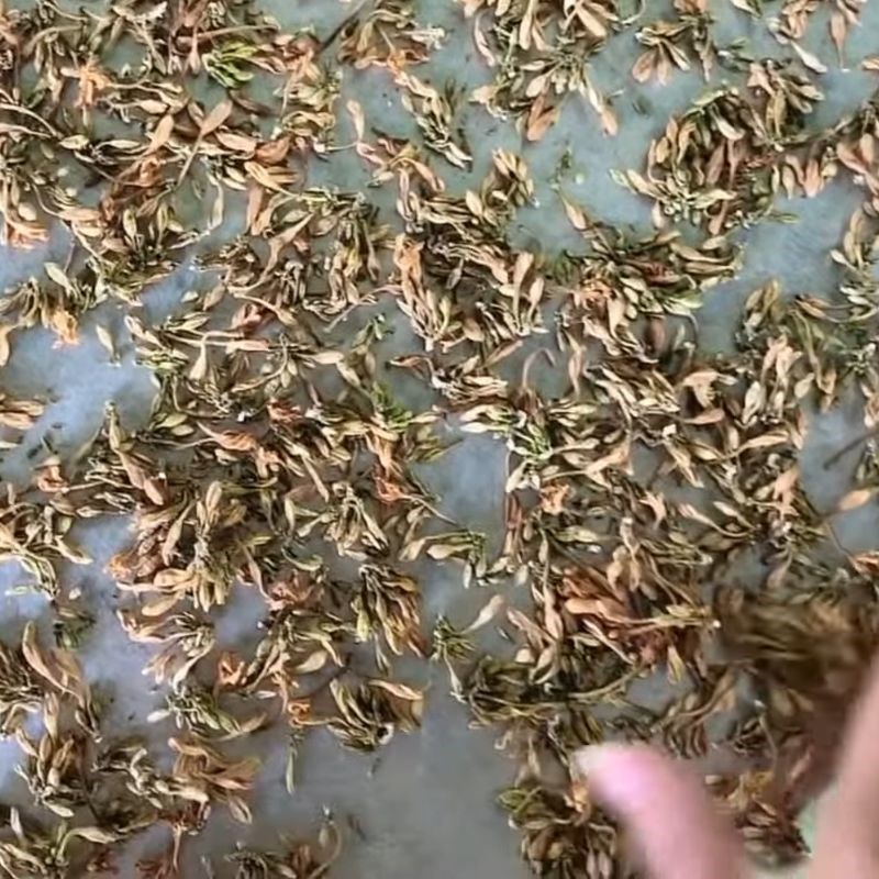 Bước 2 Phơi khô hoa đu đủ đực Trà hoa đu đủ đực