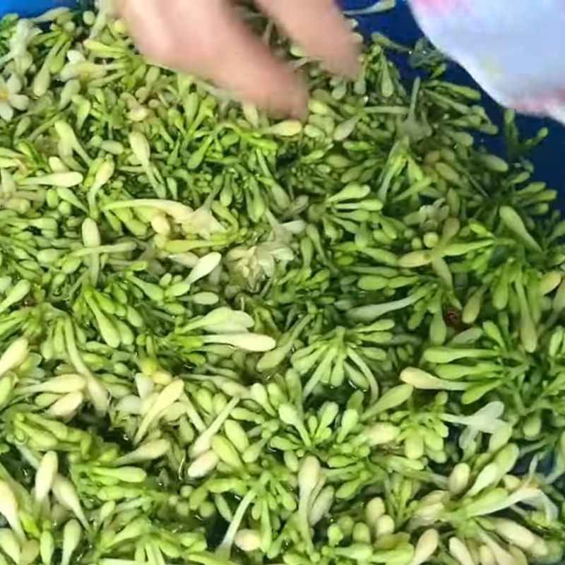 Bước 1 Sơ chế hoa đu đủ đực tươi Trà hoa đu đủ đực