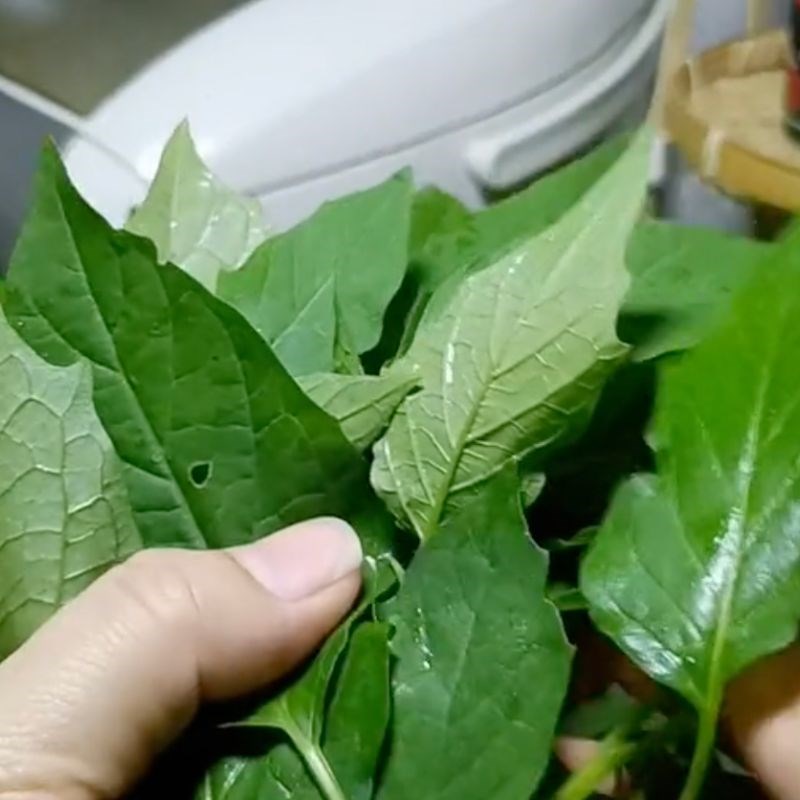 Bước 1 Sơ chế rau tầm bóp tươi ngon Rau tầm bóp nấu canh