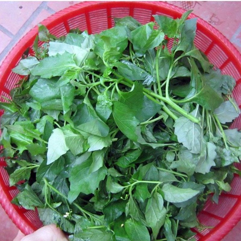 Bước 1 Sơ chế rau tầm bóp tươi ngon Rau tầm bóp nấu canh