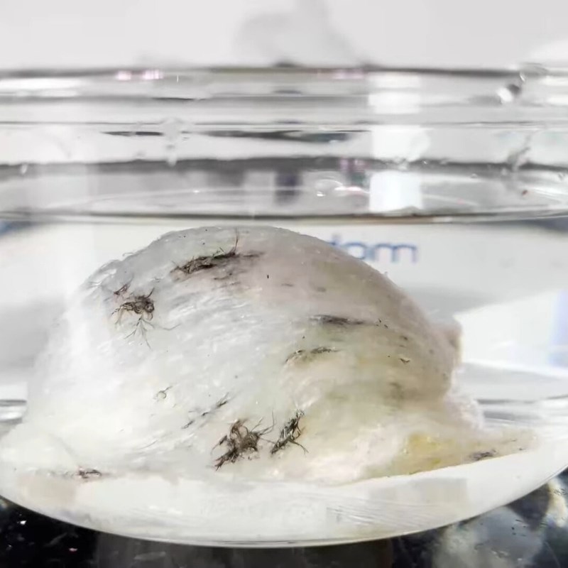 Bước 1 Ngâm và nhặt lông yến Yến chưng gừng