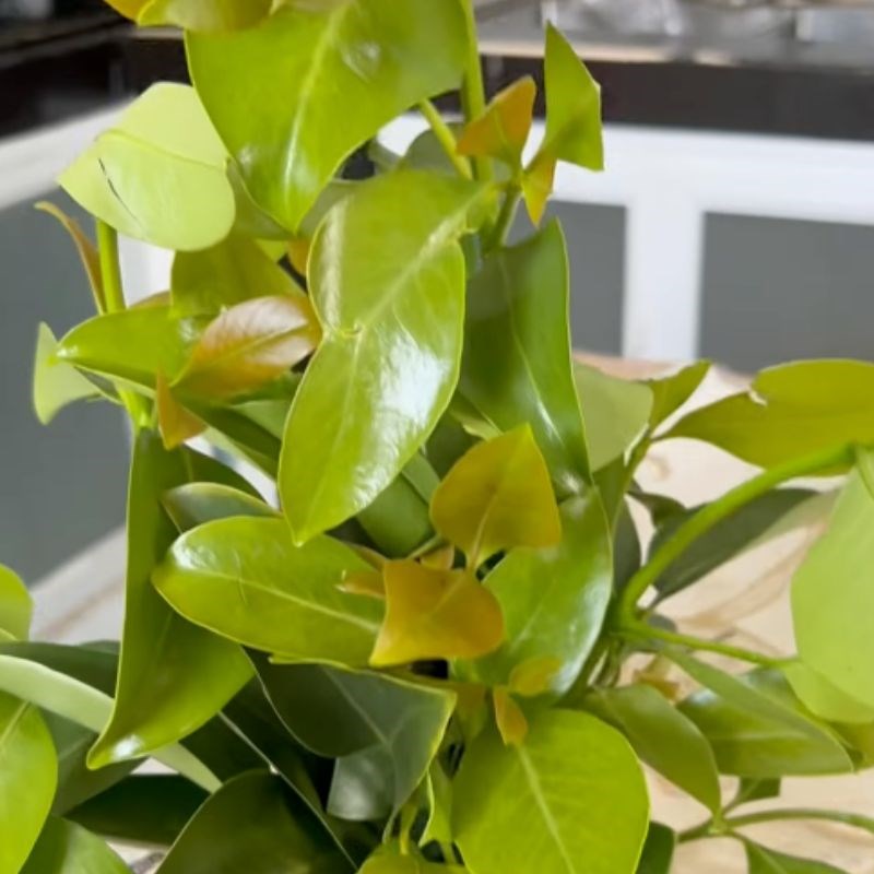 Bước 1 Sơ chế lá bứa và các nguyên liệu khác Lá bứa nấu canh chua