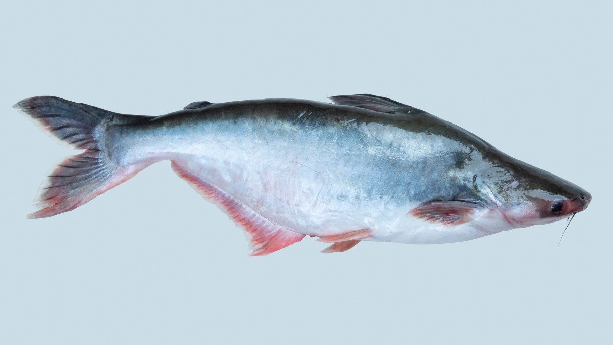 Nguyên liệu món ăn bí quyết làm khô cá tra phồng giòn