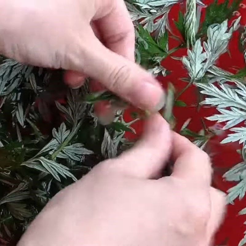 Bước 1 Sơ chế lá ngải cứu và gừng tươi Trứng vịt lộn ngải cứu hấp cách thủy