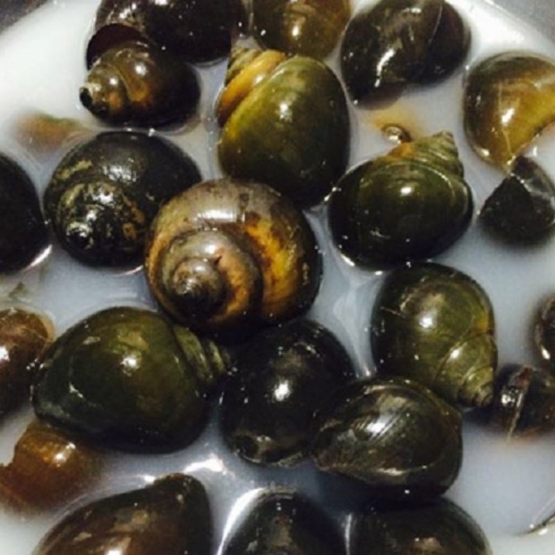 Bước 1 Sơ chế ốc nhồi Ốc nhồi xào sả ớt