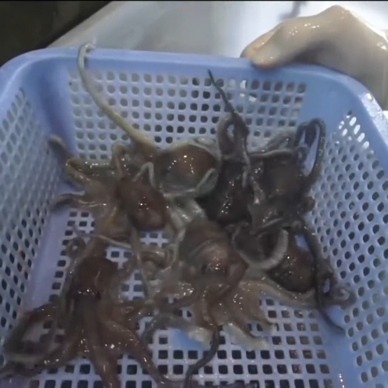 Bước 1 Sơ chế ruốc chân dài đúng cách Ruốc nấu chua