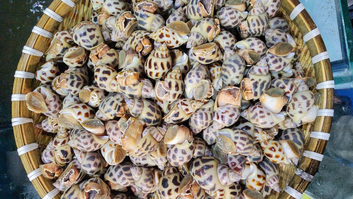 Nguyên liệu món ăn ốc hương nướng bằng nồi chiên không