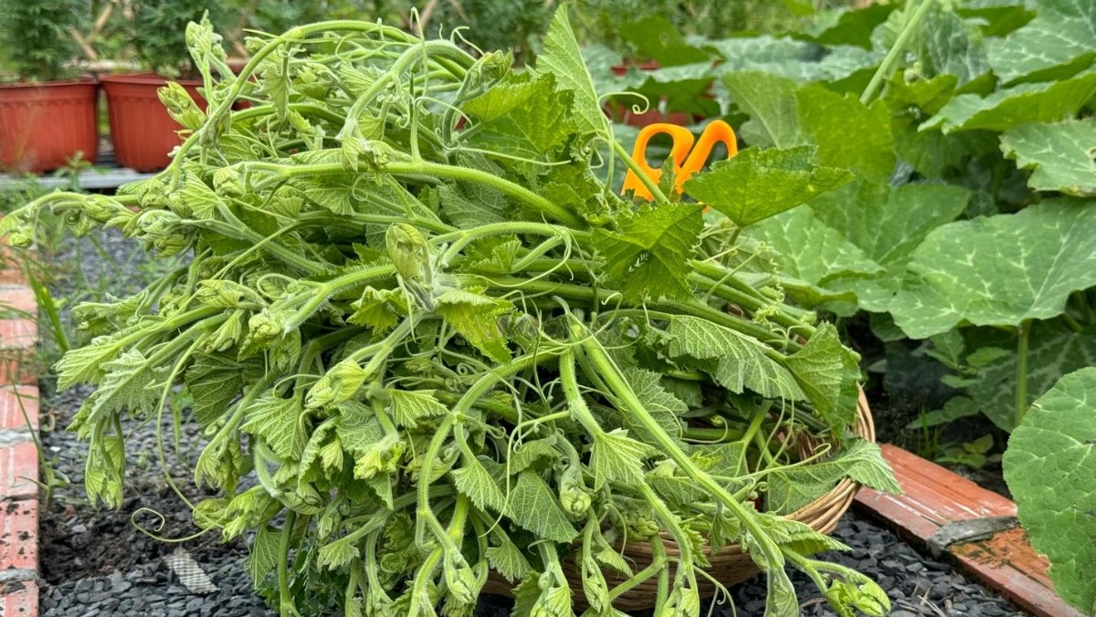 Nguyên liệu món ăn rau bí luộc