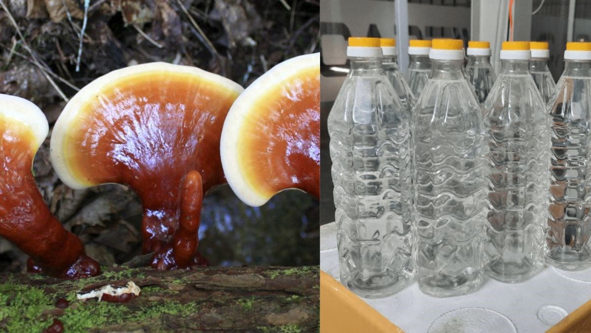 Nguyên liệu món ăn cách ngâm rượu nấm lim xanh đúng chuẩn an toàn để được lâu