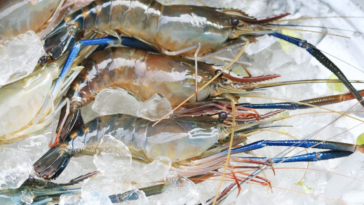 Nguyên liệu món ăn sơ chế tôm