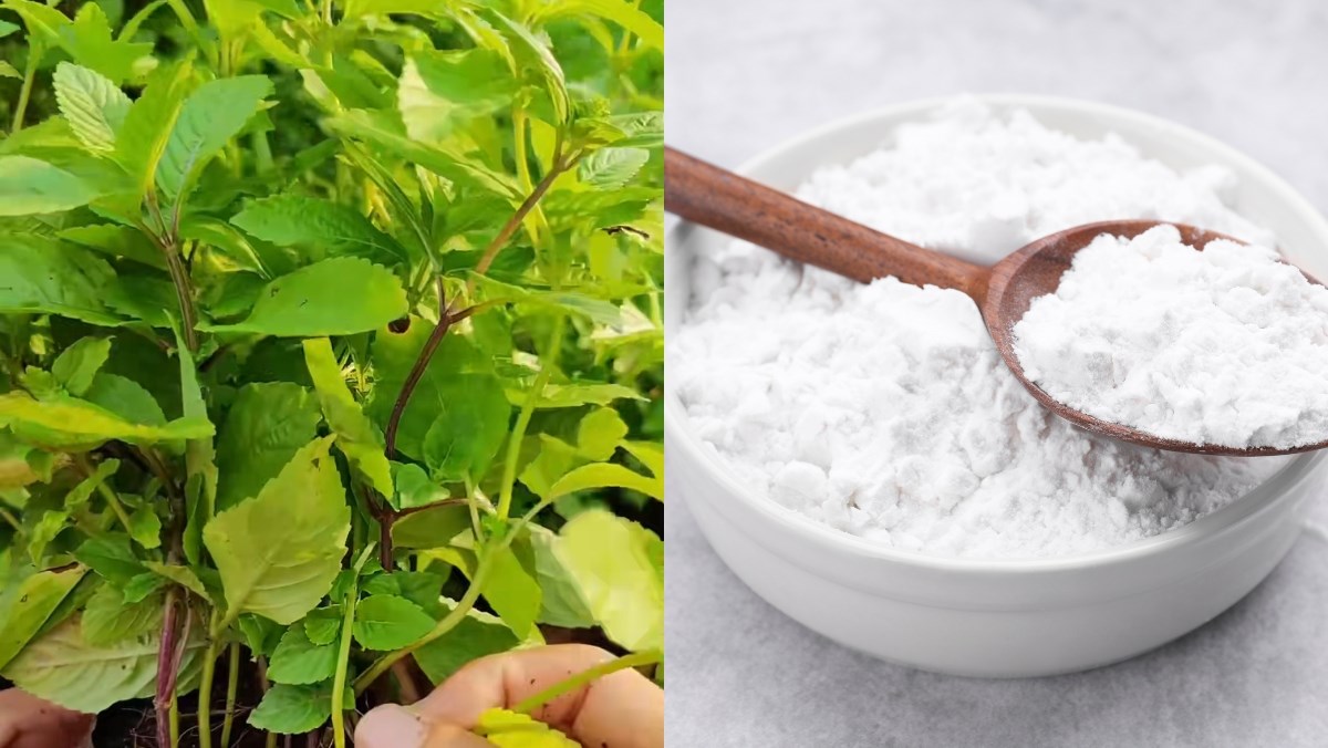 Nguyên liệu món ăn sương sáo từ lá tươi