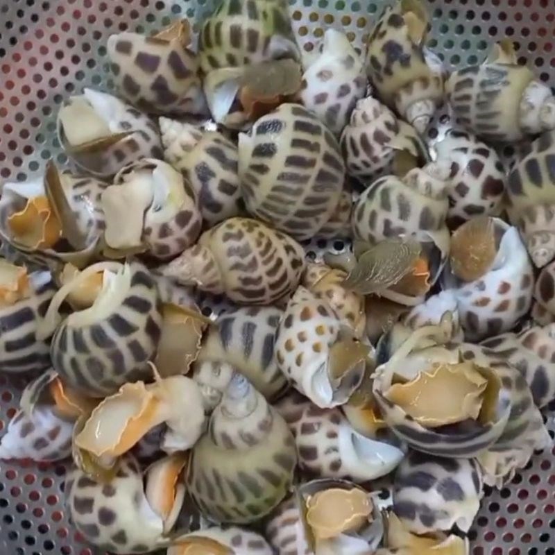 Bước 2 Luộc sơ bắp và ốc hương Ốc hương xào bơ bắp