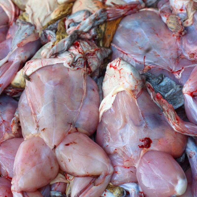 Bước 1 Sơ chế nguyên liệu Ếch xào sa tế