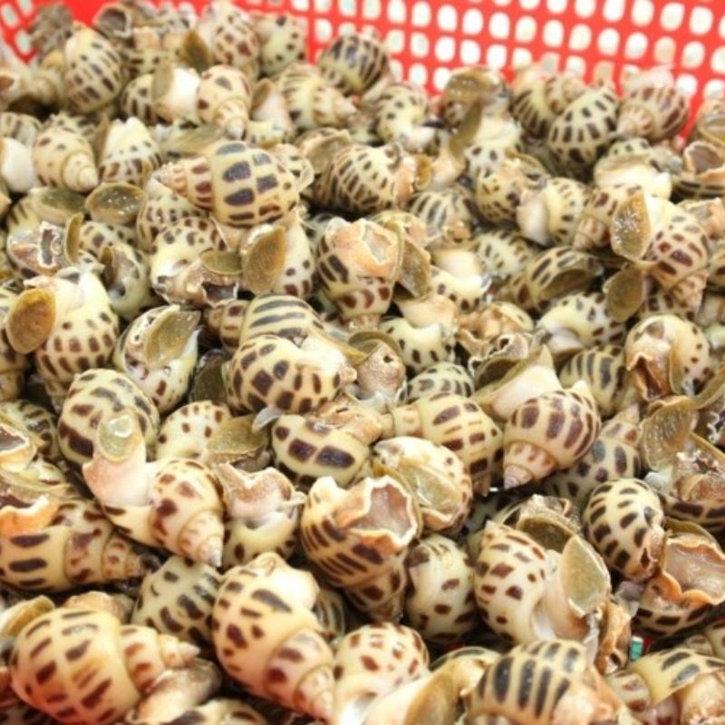 Bước 1 Sơ chế ốc hương đúng cách Ốc hương nướng bằng nồi chiên không