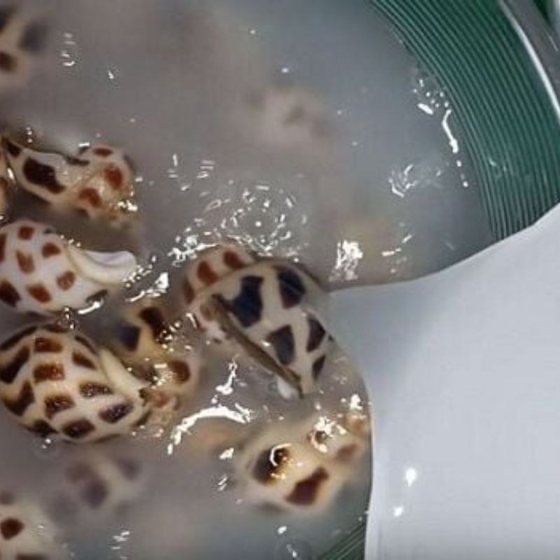 Bước 1 Sơ chế ốc hương đúng cách Ốc hương nướng bằng nồi chiên không