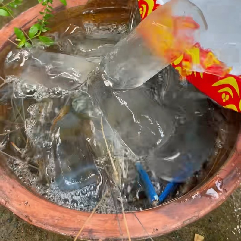 Bước 1 Sơ chế tôm càng tươi ngon Tôm càng xanh rang muối