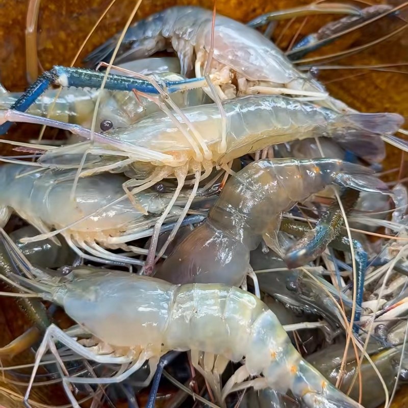 Bước 1 Sơ chế tôm càng tươi ngon Tôm càng xanh rang muối