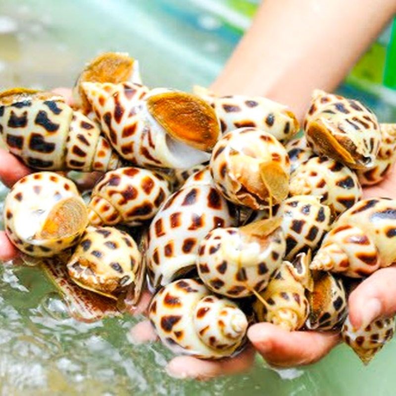 Bước 1 Sơ chế và chuẩn bị nguyên liệu Ốc hương xào bơ bắp