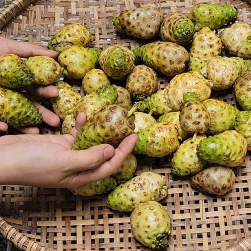 Bước 1 Sơ chế và làm sạch trái nhàu Trái nhàu ngâm đường phèn