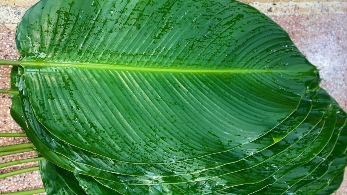 Nguyên liệu món ăn bánh tét bằng lá dong