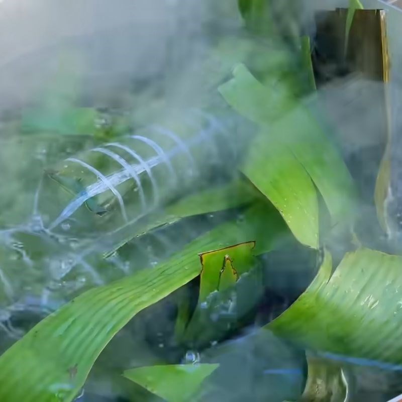 Bước 6 Luộc bánh tét truyền thống Bánh tét bằng lá chuối