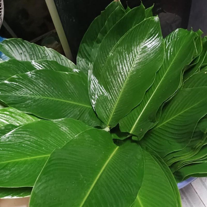 Bước 1 Rửa sạch lá dong Bánh tét bằng lá dong