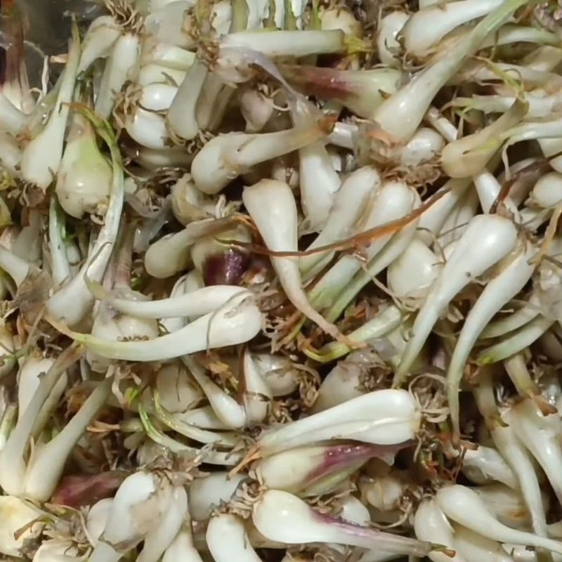 Bước 1 Sơ chế củ kiệu tươi và ngâm cát củ kiệu truyền thống