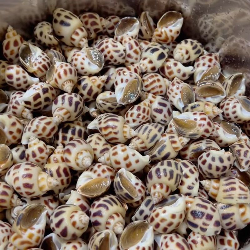 Bước 1 Sơ chế và chuẩn bị nguyên liệu Ốc hương luộc