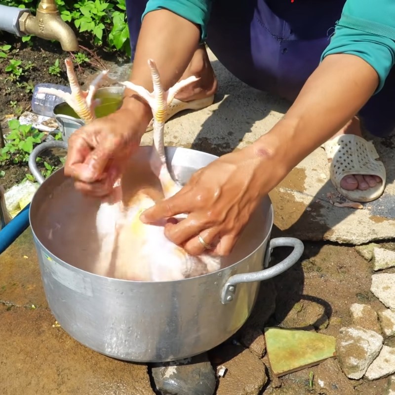 Bước 1 Khử mùi hôi và làm sạch gà Mổ gà cúng