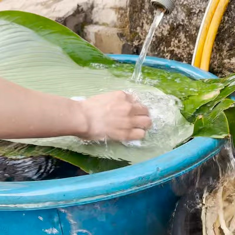 Bước 1 Sơ chế dong trước khi gói bánh chưng cách gói bánh chưng bằng lá dong