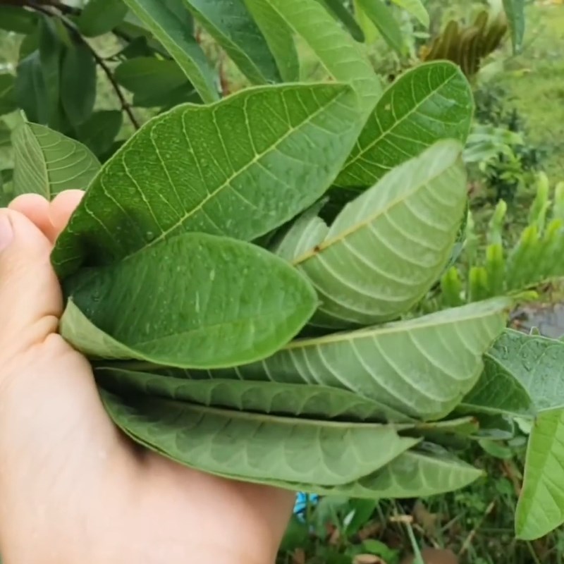 Bước 1 Sơ chế lá ổi tươi Trà lá ổi