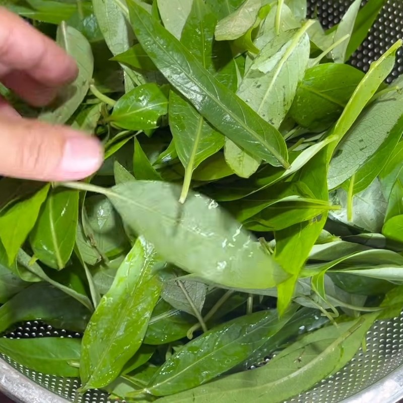 Bước 1 Sơ chế lá thúi địch và lấy nước cốt Bánh lá thúi địch