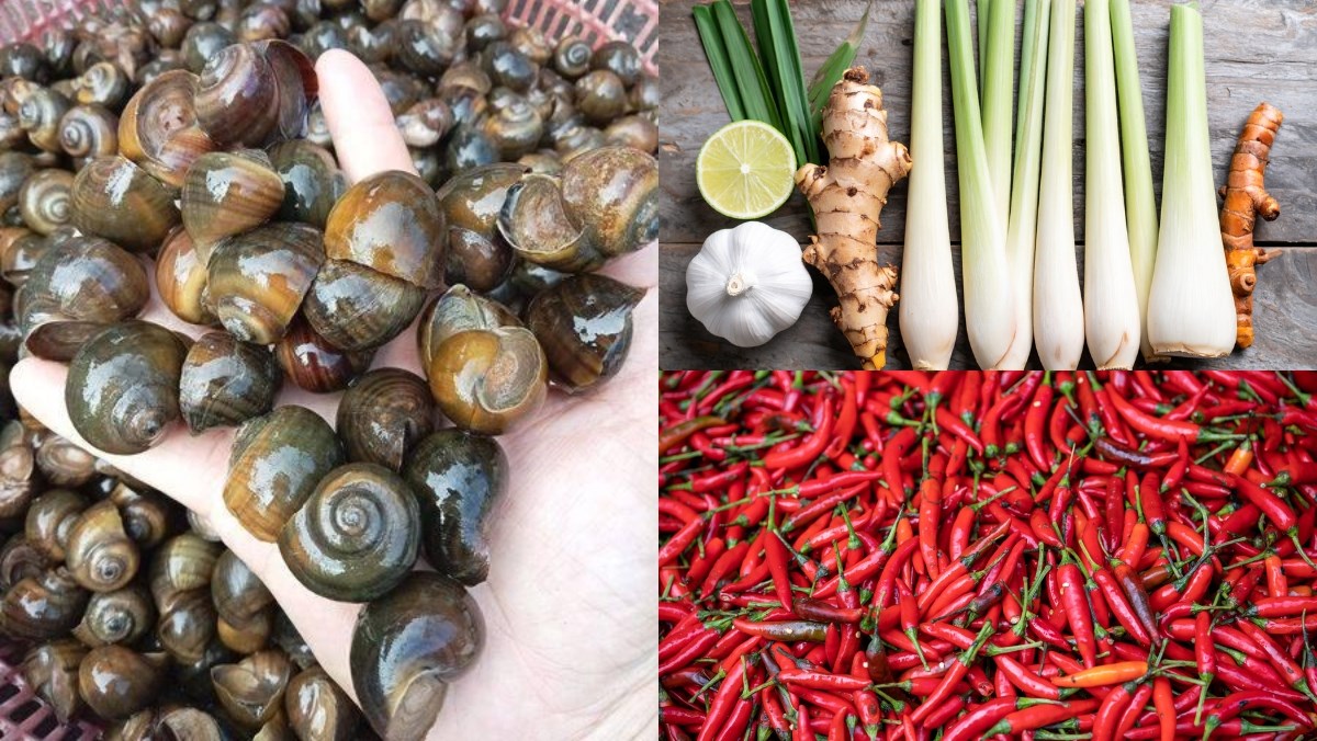 Nguyên liệu món ăn cách luộc ốc mít ngon sạch thơm đơn giản đậm đà chuẩn vị tại nhà