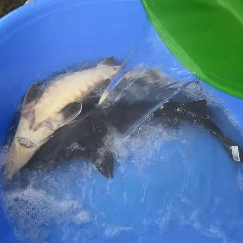 Bước 1 Khử nhớt cá tầm bằng nước nóng cá tầm