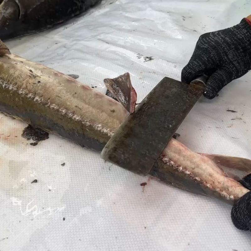 Bước 2 Làm sạch vảy cá tầm cứng cá tầm